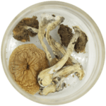 African Cubensis (Panaeolus africanus) | Magic Mushrooms Calgary Canada
