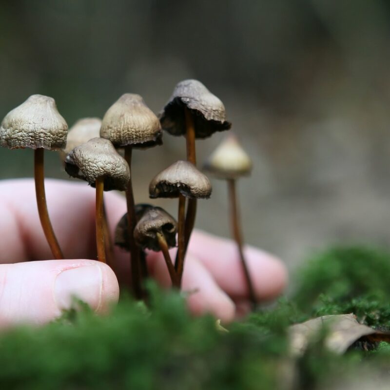 Guide to Magic Mushrooms | Magic Mushrooms Calgary Canada