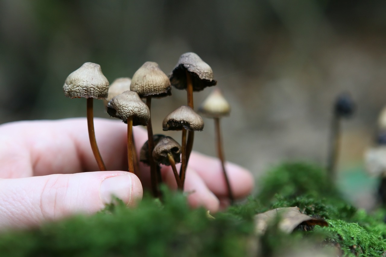 The Foundation of Cultivating Magic Mushrooms