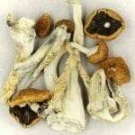 Creeper | Magic Mushrooms Calgary Canada