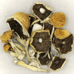 Penis Envy Cubensis | Magic Mushrooms Calgary Canada
