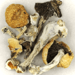 Thai Elephant | Magic Mushrooms Calgary Canada