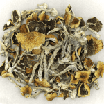 Daddy Long Legs | Magic Mushrooms Calgary Canada