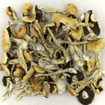 Puerto Rican | Magic Mushrooms Calgary Canada