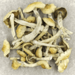 Blue Magnolia Rust | Magic Mushrooms Calgary Canada