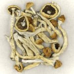 Texas Yellow Cap | Magic Mushrooms Calgary Canada
