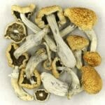 Vietnamese | Magic Mushrooms Calgary Canada