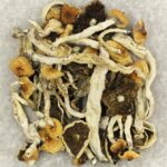 Cuban | Magic Mushrooms Calgary Canada