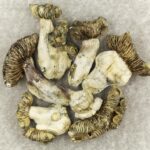 White Burma | Magic Mushrooms Calgary Canada