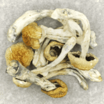 Chitwan Nepal | Magic Mushrooms Calgary Canada