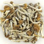 Florida White | Magic Mushrooms Calgary Canada