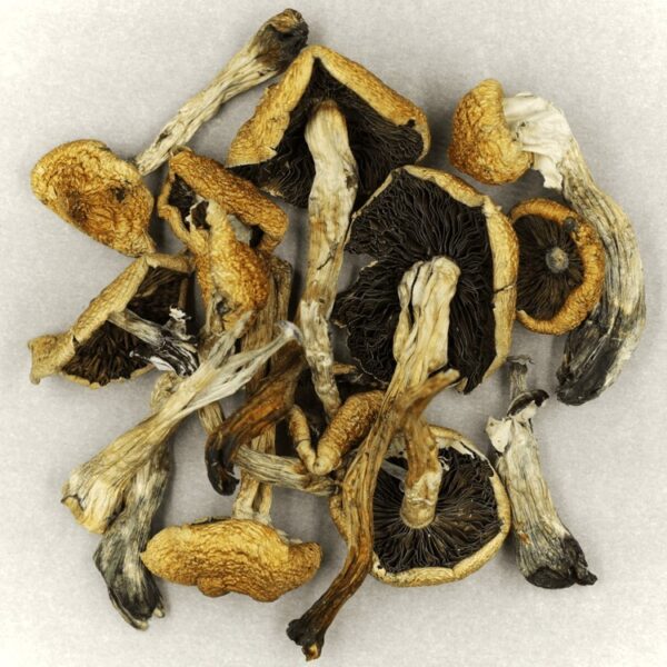 Malabar | Magic Mushrooms Calgary Canada