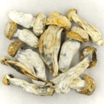 Melmac | Magic Mushrooms Calgary Canada