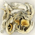 Treasure Coast | Magic Mushrooms Calgary Canada