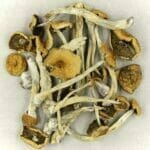 Mexicana | Magic Mushrooms Calgary Canada