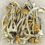 Amazonian Cubensis | Magic Mushrooms Calgary Canada