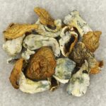 King Kong | Magic Mushrooms Calgary Canada