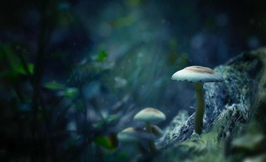 Benefits of Magic Mushroom Tea Zoomies Psilocybin Mushroom