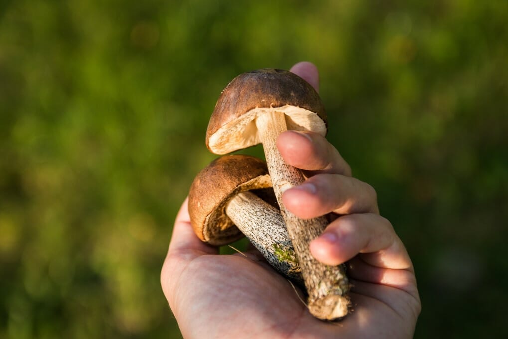 Benefits of shrooms Buy shrooms online