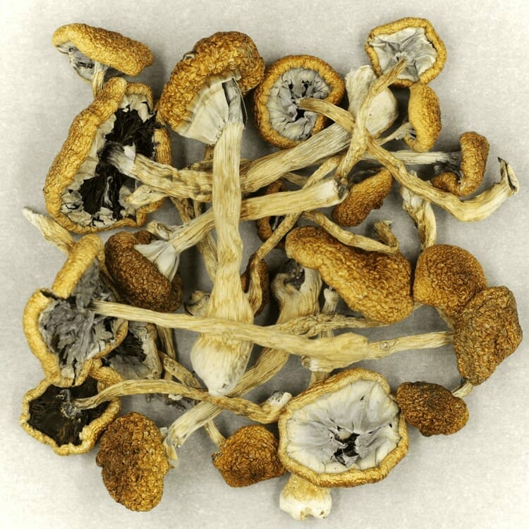 Affordable Mush Cambodian Mush Cambodian at Magic Mushrooms Calgary Canada