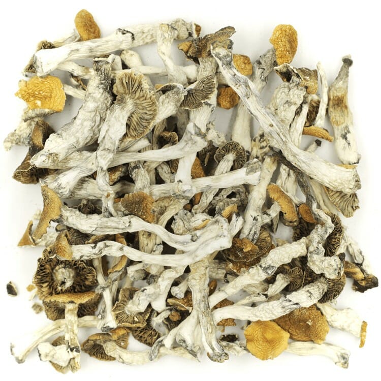 What are the Best Shrooms Online? Mush Golden Teacher at Magic Mushrooms Calgary Canada