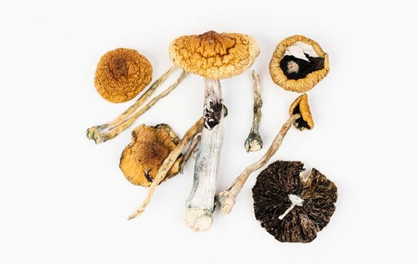 Unlock Your Mind: Choose the Best Psychedelic Shrooms Online Penis Envy – 7g