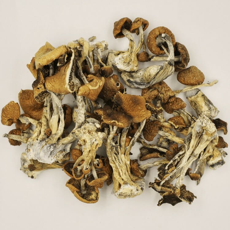 A New Trend In Wellness Is Psilocybe Cubensis And Microdosing Psilocybe Cubensis at Magic Mushrooms Calgary Canada