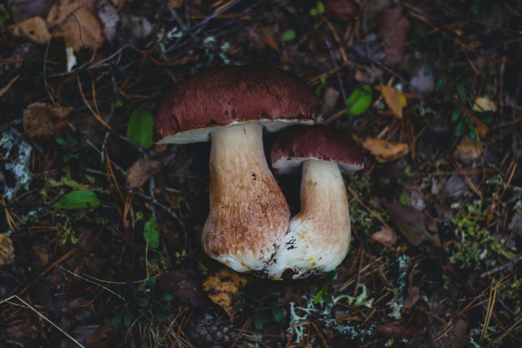 Looking for High-Quality Magic Mushrooms? Choose Magic Mushrooms Calgary Canada Amazonian Cubensis at Magic Mushrooms Calgary Canada