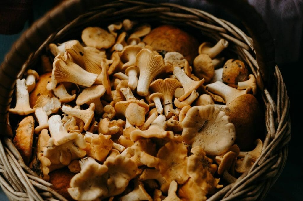 Buy Magic Mushrooms Online