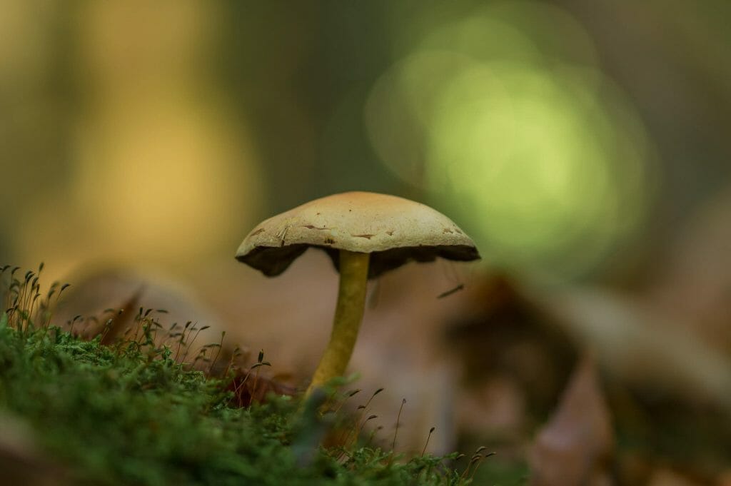 Sourcing High-Quality Magic Mushrooms psilocybe cubensis at Magic Mushrooms Calgary Canada