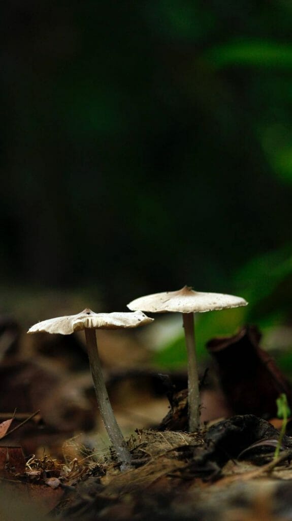 Buy Shrooms and Choose Consistent and High-Quality Psilocybin Products Shrooms Online Canada