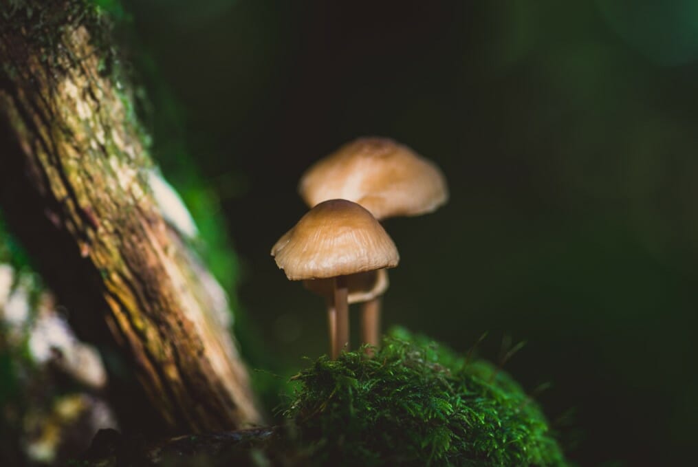 How do Psilocybin mushrooms work? Shrooms Rebalancing Online