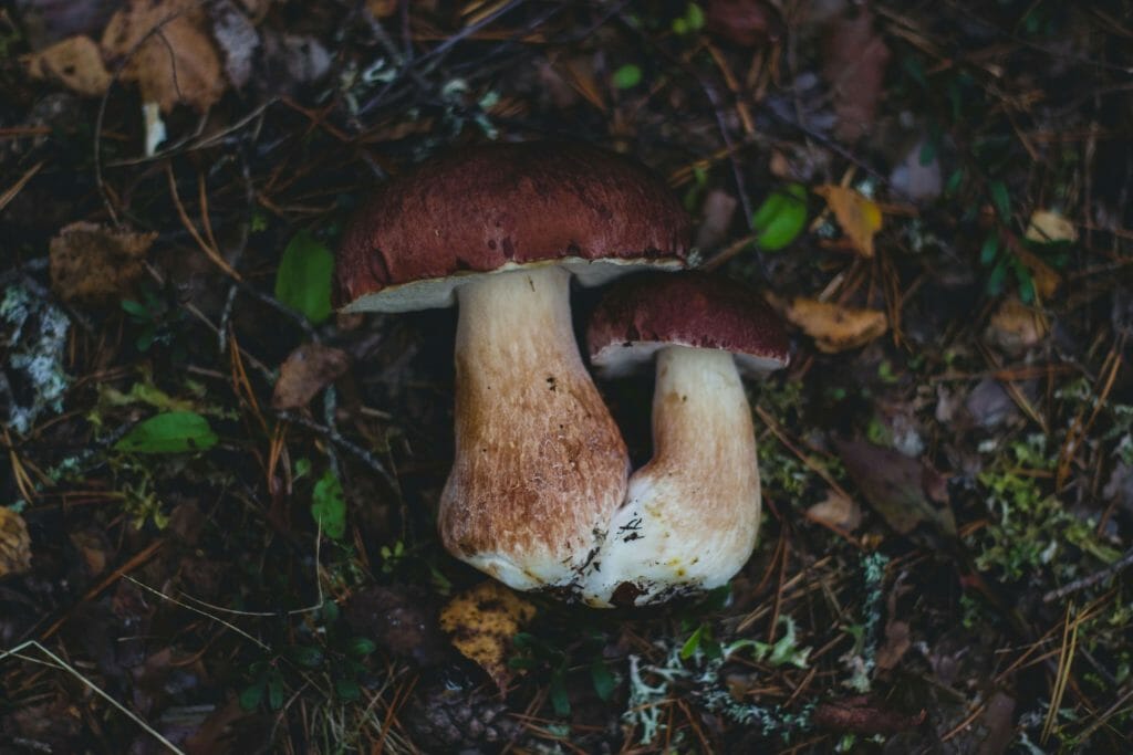 Revolutionizing a Safer Access to Psilocybin Products Magic Mushroom Delivery