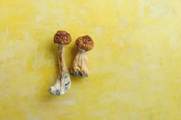 Lemon Tek at Zoomies Canada | Magic Mushrooms Calgary Canada