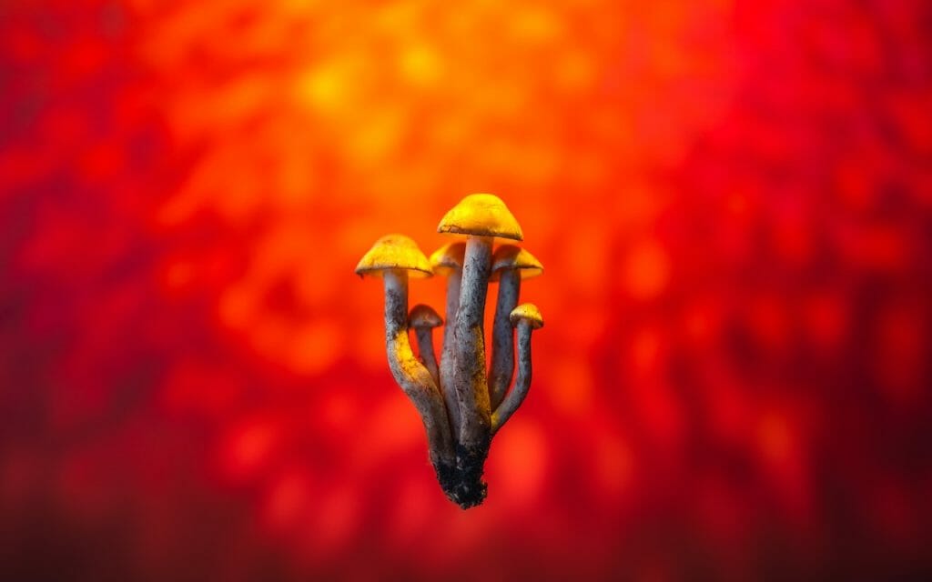 Delving into the Psychedelic Potential of LSD Edibles lsd edibles