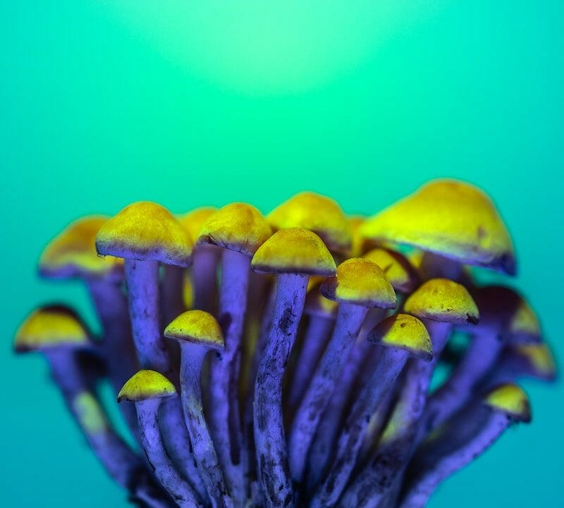LSD Edibles | Magic Mushrooms Calgary Canada