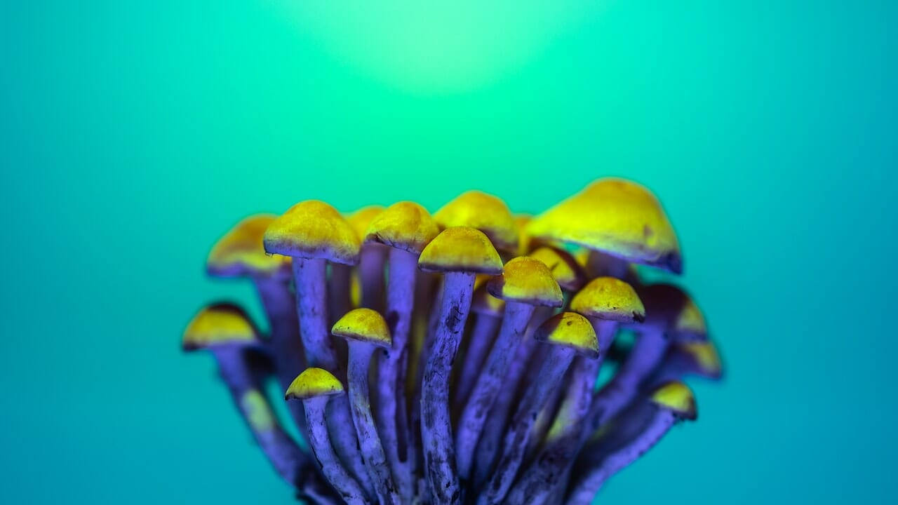 The Chemistry of Psychedelics: The Potential of LSD-Infused Edibles