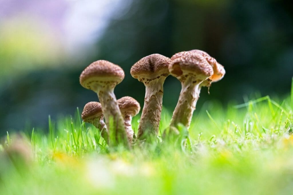 Why Consider a Mushroom Dispensary? Mushroom Dispensary