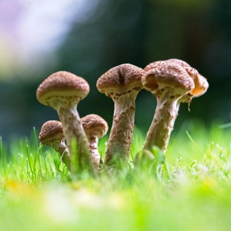 Mushroom Dispensary | Magic Mushrooms Calgary Canada