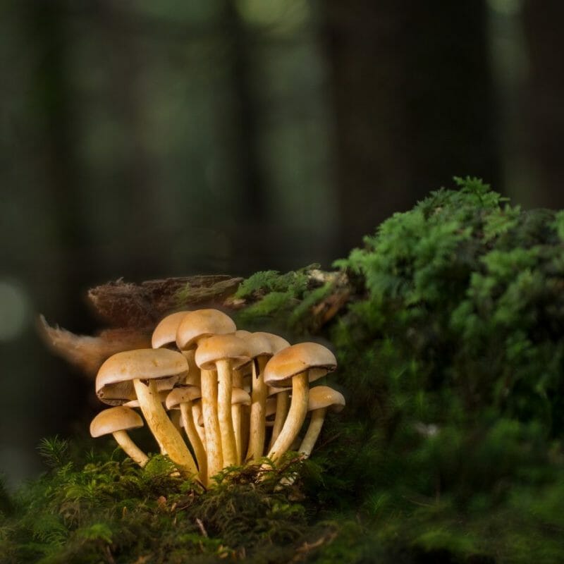 Strongest Mushroom Strains | Magic Mushrooms Calgary Canada