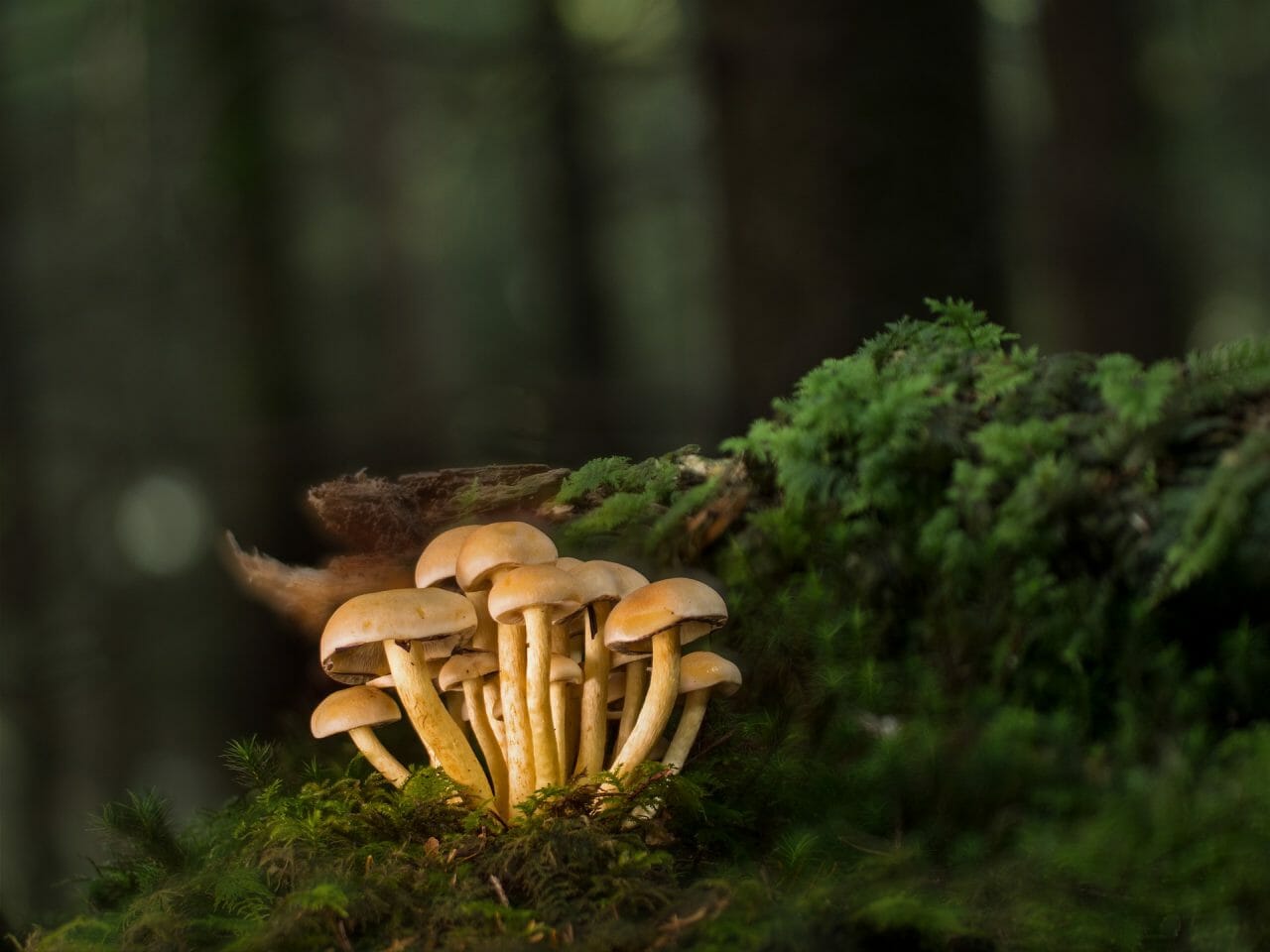 <p>A Comprehensive Ranking of the World’s Most Potent Magic Mushrooms</p>