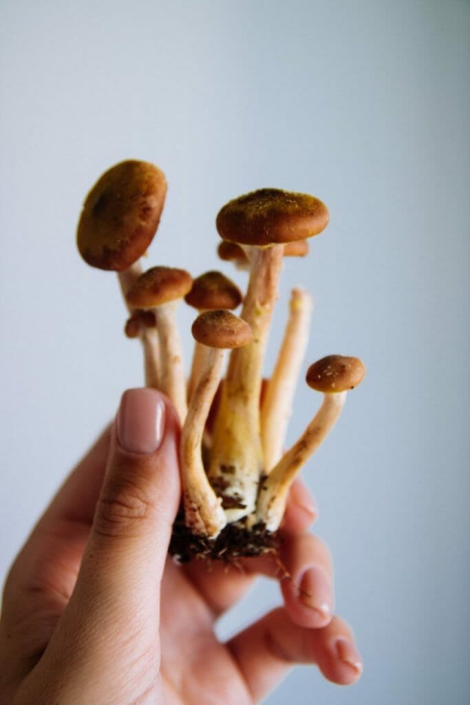 The Broad-Ranging Benefits of Magic Mushrooms Beyond Physical Health Mushroom dispensary benefits