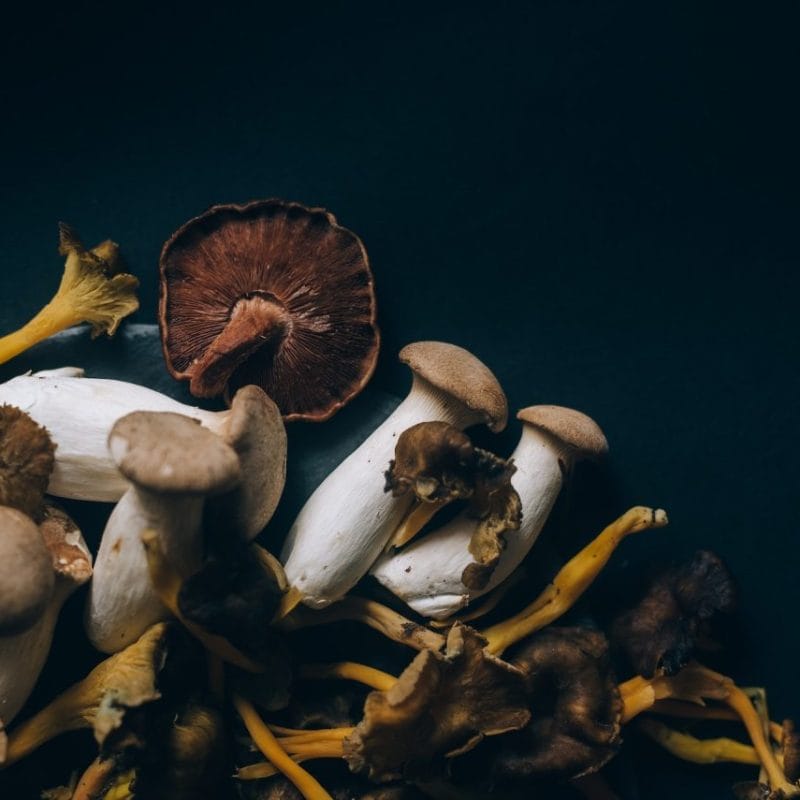 Dried Shrooms | Magic Mushrooms Calgary Canada