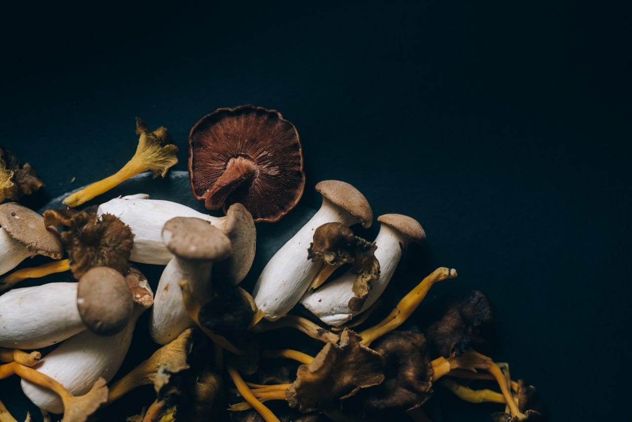 Studies Indicate That Dried Psychedelic Mushrooms Induce a Sensation Similar to a ‘Lucid Dream’