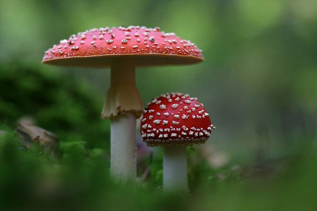 Assorted Shroom Products From Magic Mushroom Dispensary Magic Mushroom Dispensary