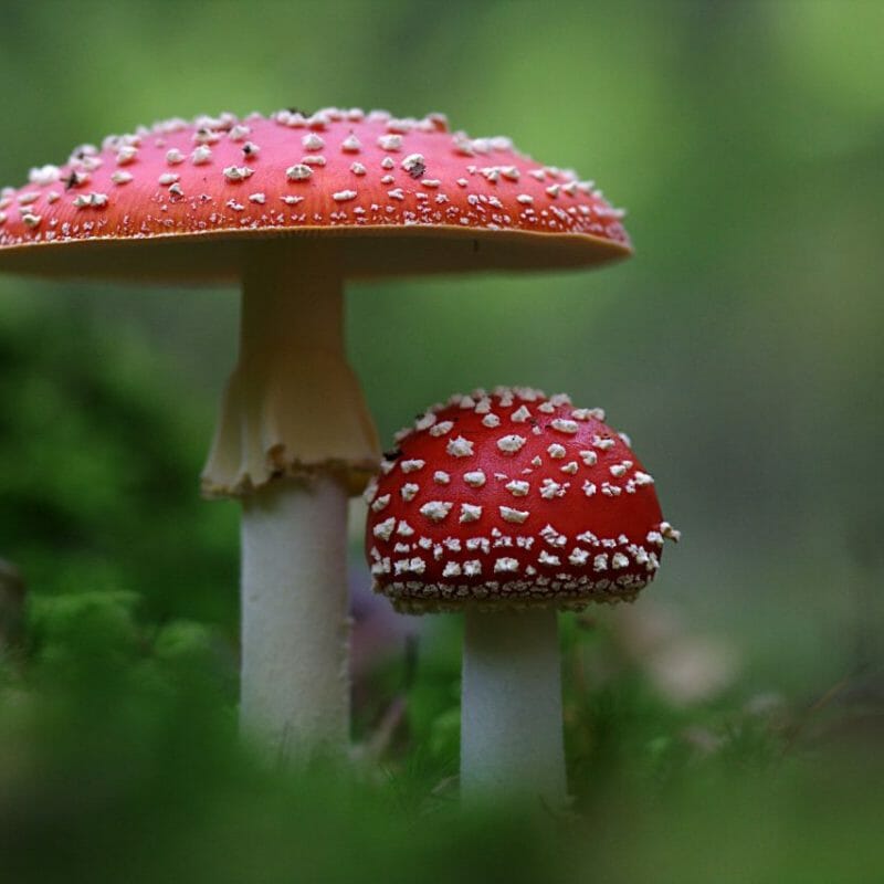 Magic Mushrooms Canada | Magic Mushrooms Calgary Canada