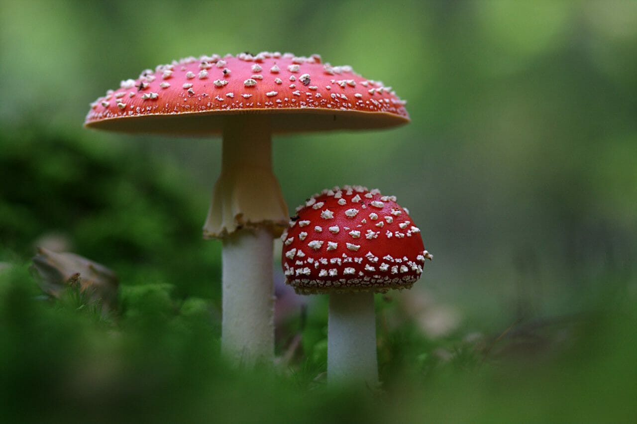 The Emergence of Magic Mushrooms in Canada: Best Varieties to Experiment With