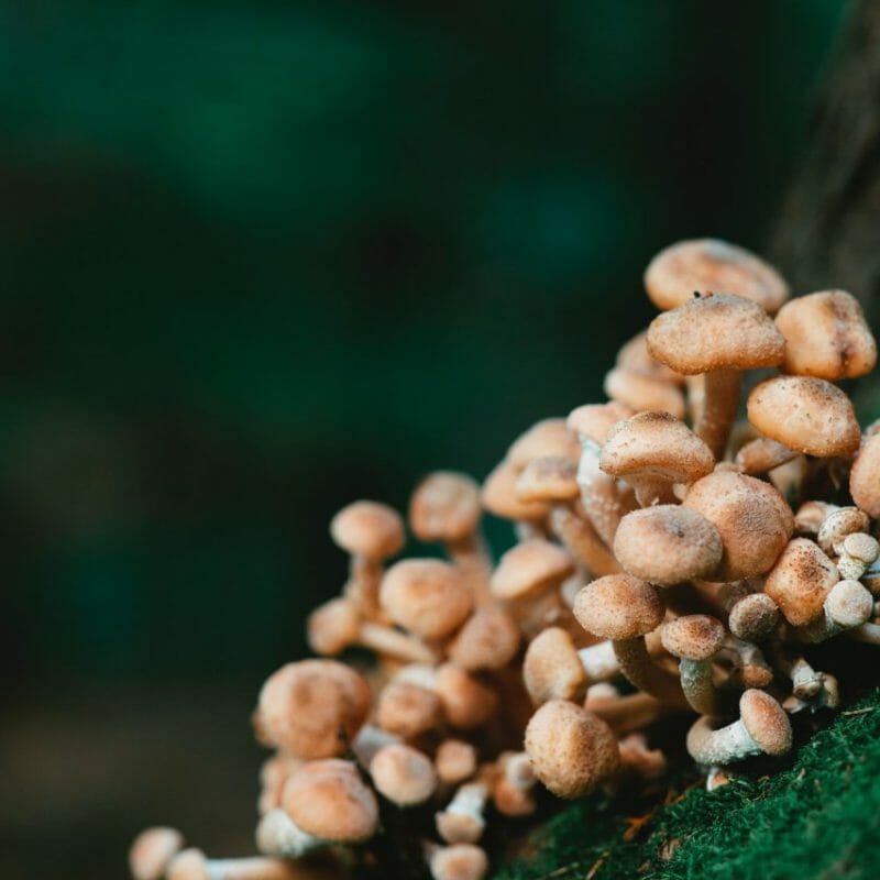 Mushroom Dispensary - Zoomies | Magic Mushrooms Calgary Canada