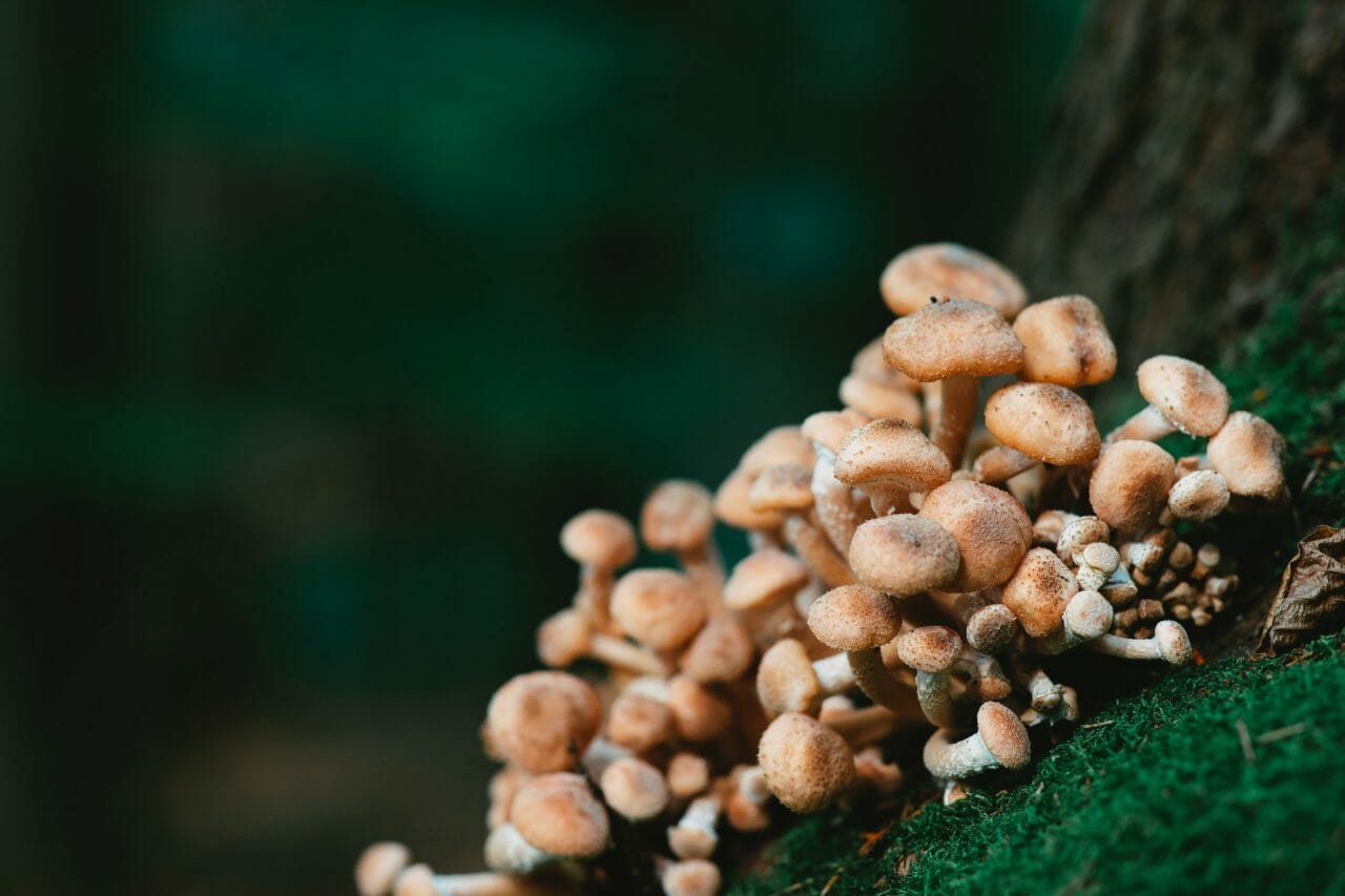 Mushroom Dispensary’s Approach to Treating Depression