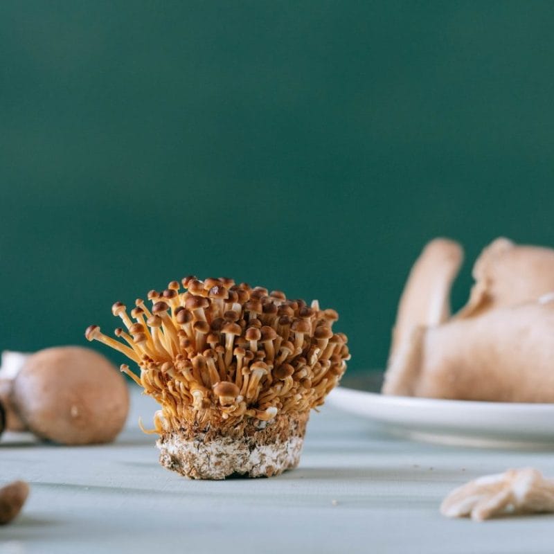 Buy Magic Mushroom | Magic Mushrooms Calgary Canada